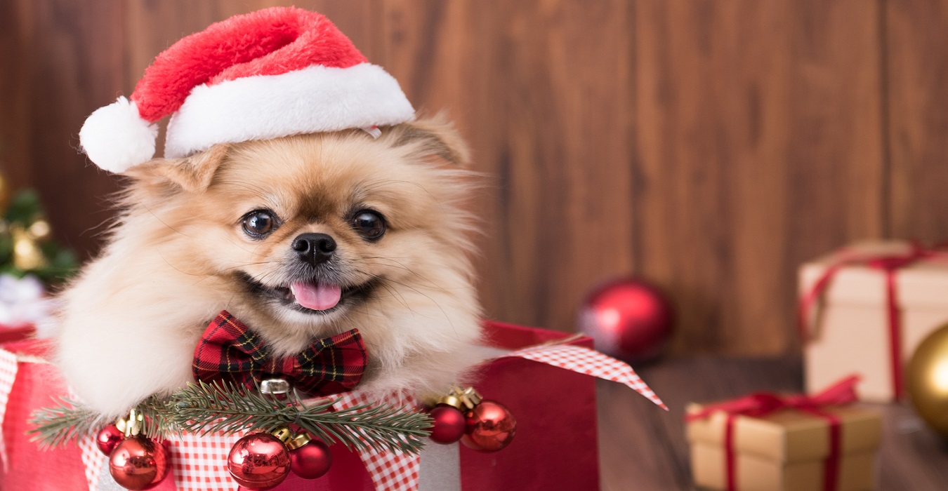 Cuidados necessários com os Pets no Natal